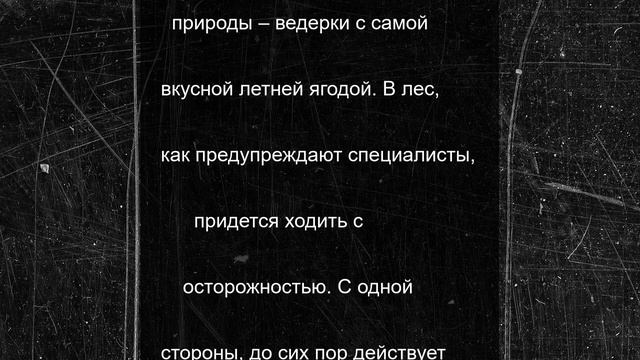 В Ярославской области пошли лисички