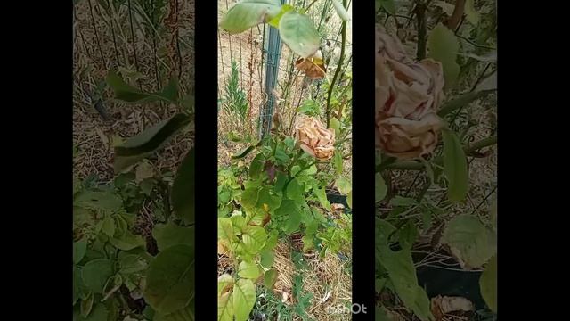 У нас первый день лета, а уже всё высохло🤣 Португалия.