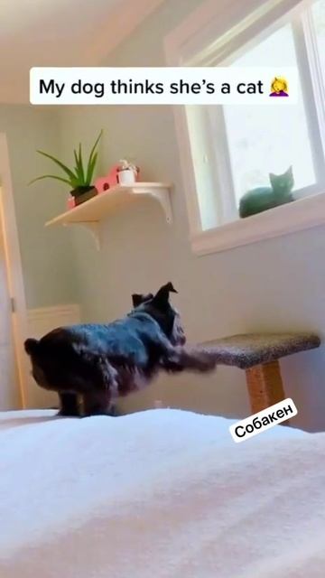 VID_20250623_144129_910.mp4