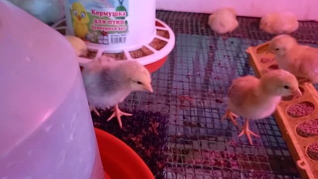 Индюшата тяжелый кросс.  Запись на яйцо и молодняк на АПРЕЛЬ