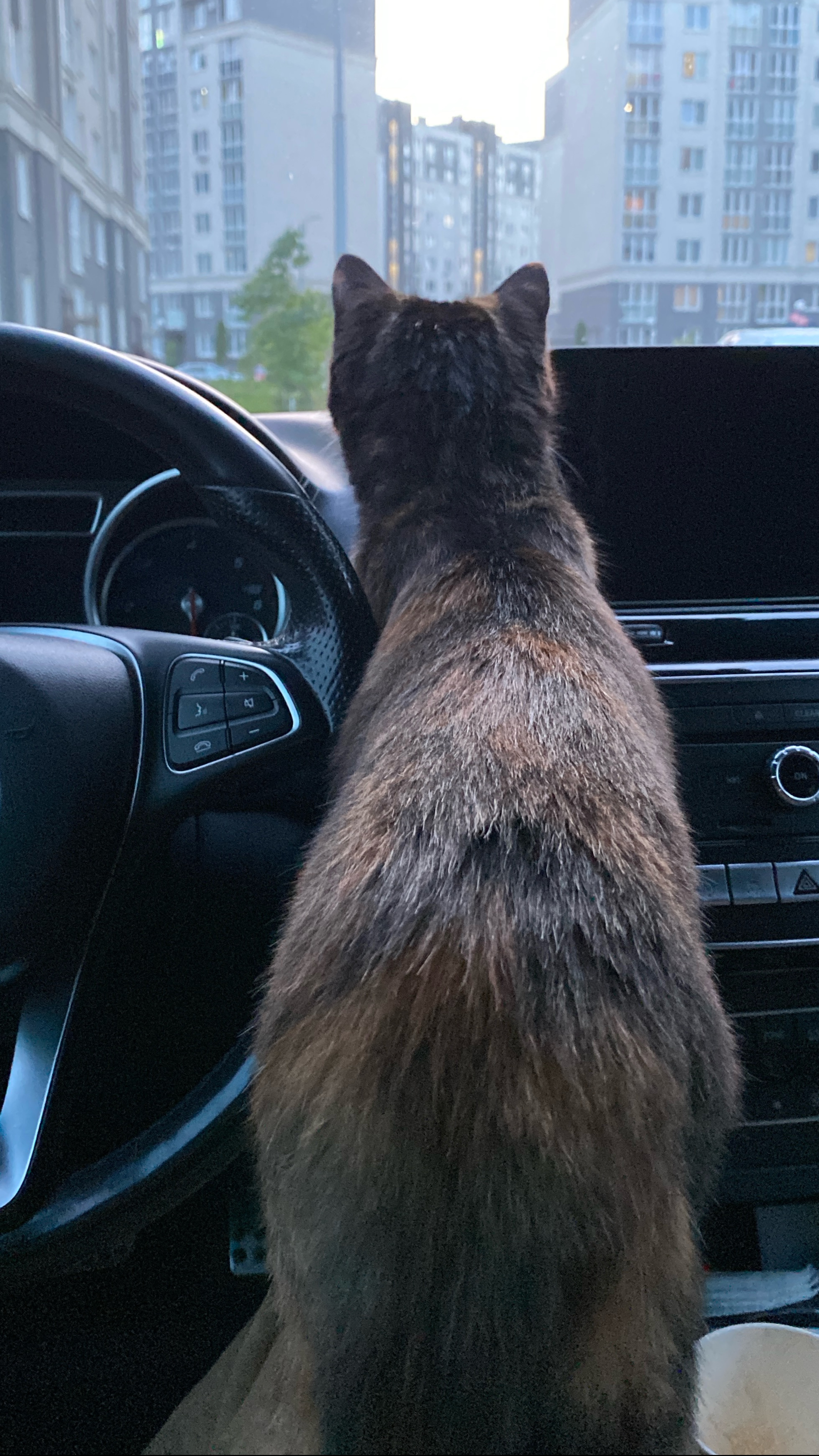 Котик гуляет впервые