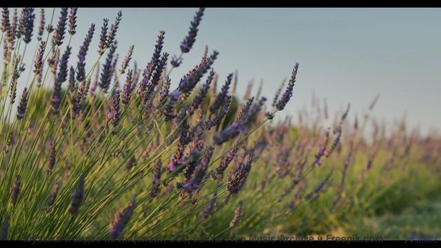 Каждая нота ложится на пейзаж точнее кисти художника - Blood (Instrumental) -- Anthem of Rain -- Fre