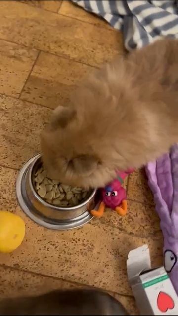 1000018633.mp4