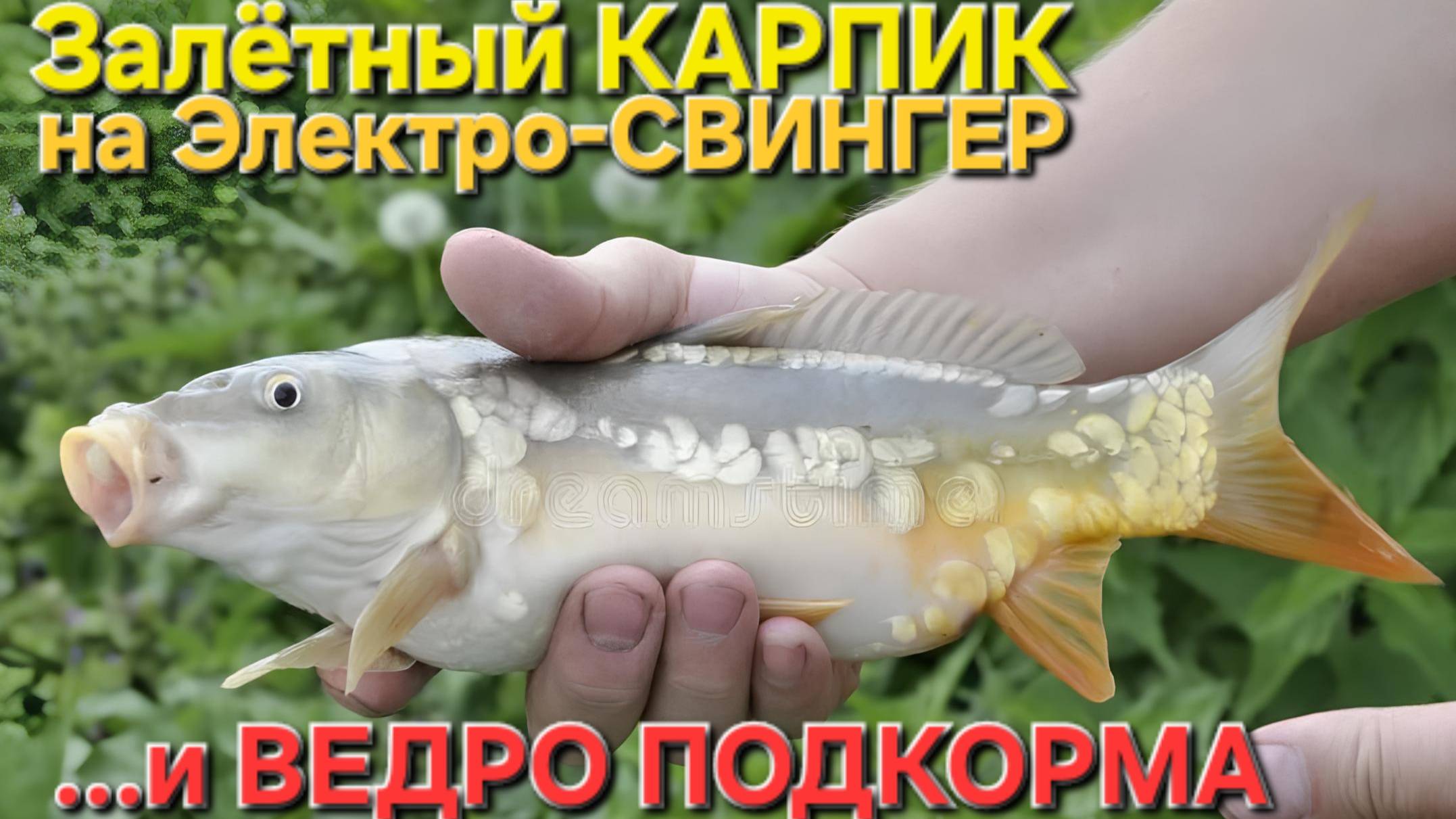 🔥Ночной КАРПИК🔥 ЭЛЕКТРО-Свингер и куча ПОДКОРМКИ...На платном пруду ИЮНЬ-2025 г