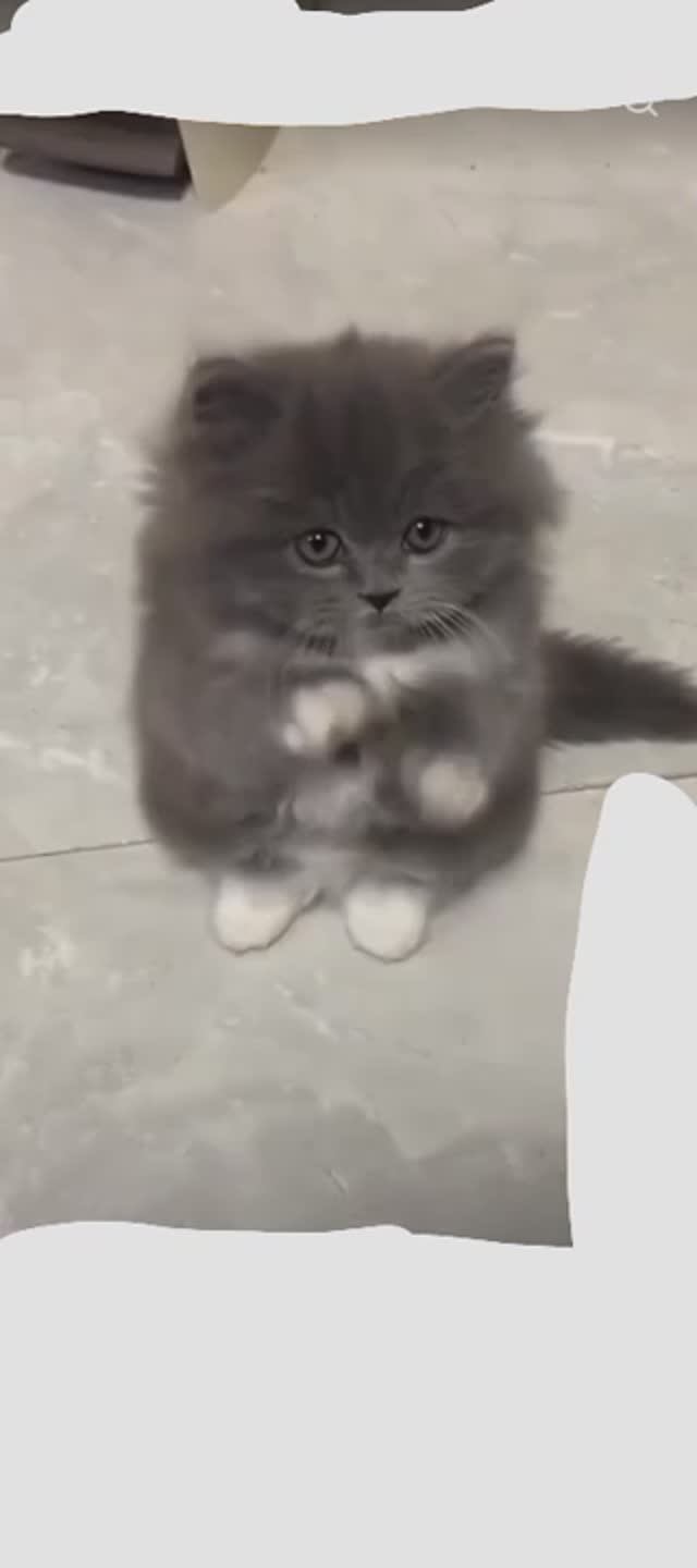 курица и котики извините за белую краску пролилася :_)