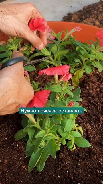 Как прищипывать петунию для пышного цветения #петуния #ампельнаяпетуния #кашпо #вазон  #сад