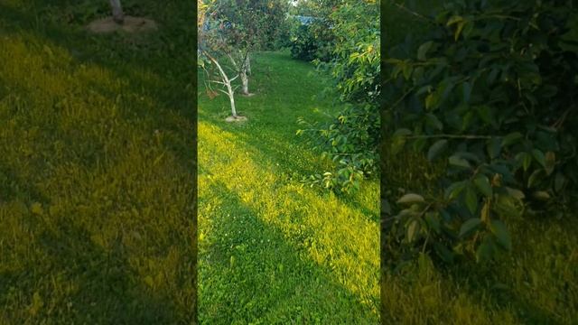 Как работает наше отпугивание птиц от клубники.