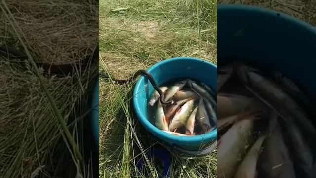 Змеи напали на рыбаков и отобрали рыбу!