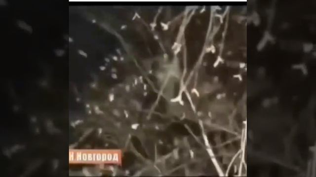 чуть кошака не убили таким спасанием