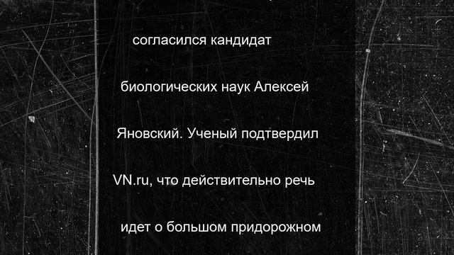 В Новосибирской области замечены опасные слизни размером с ладонь из Европы