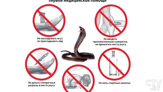 Укусила змея!