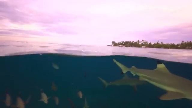 Спокойное дыхание земли под музыку лесной гармонии - Часть 17