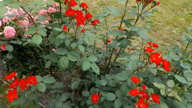 Розы июня.                June roses.