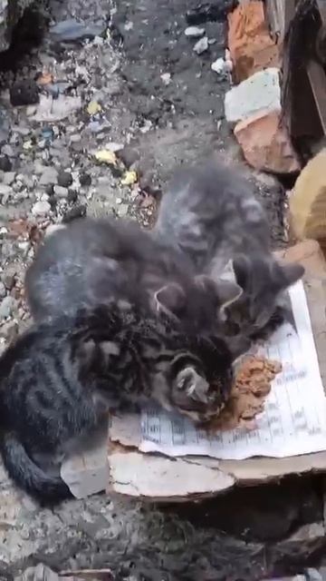 1000021864.mp4 Белгород: людей убивают, а котята рождаются. Ребята, нужно забрать, а то свои убьют.