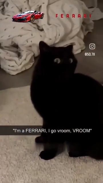 Ferrari Cat