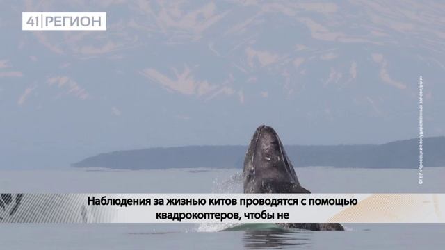 ПЕРВЫЕ СЕРЫЕ КИТЫ НАЧАЛИ ПРИБЫВАТЬ В КРОНОЦКИЙ ЗАЛИВ НА КАМЧАТКЕ• НОВОСТИ КАМЧАТКИ