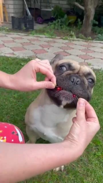 Витамины нужны всем❤️ #frenchies #pets #французскийбульдог #puppy #funny