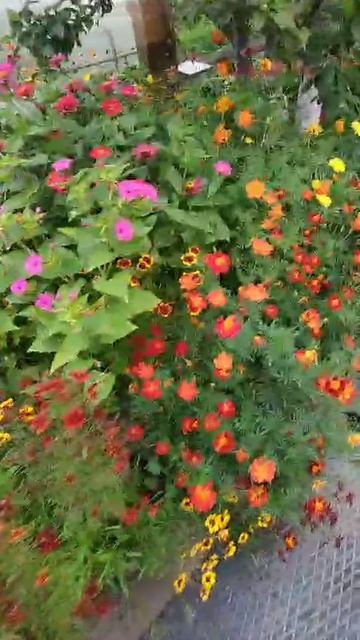 1000548167.mp4бабушкин цветник