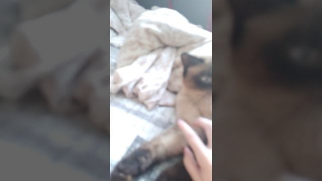 мой котёнок зефир