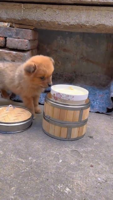 VID_20250623_234948_913.mp4