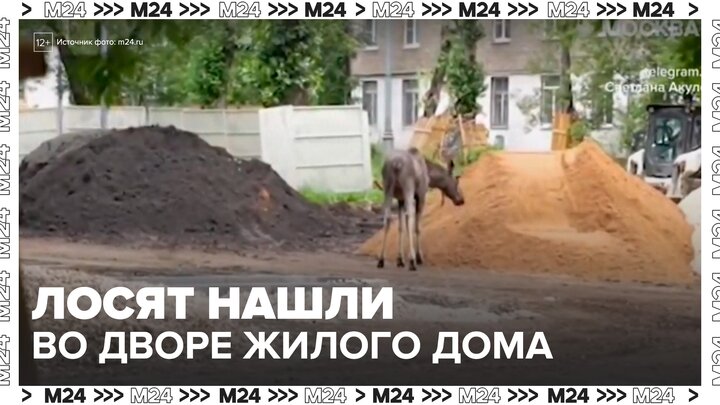 Двух лосят обнаружили во дворе жилого дома на востоке Москвы - Москва 24