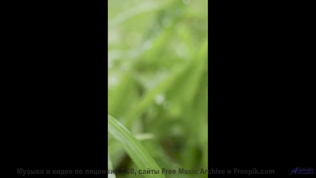 Видео, которое смотрят в параллельных вселенных - присоединяйтесь! - growing -- Independent Music Li