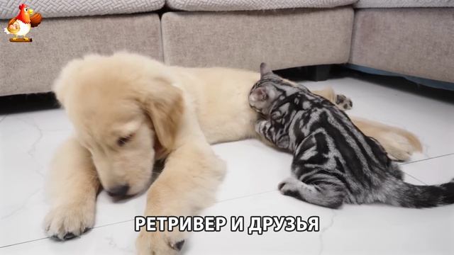 Золотистый ретривер и его друзья милые питомцы 🐕 выпуск (121)