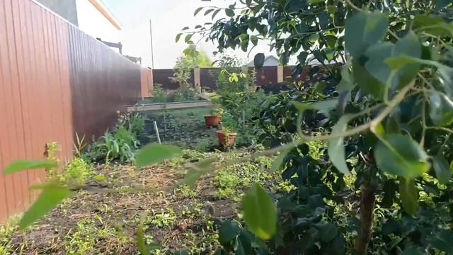 Теплица🍅 🥒🫑 Плодовые деревья🍎 🍐🍒
