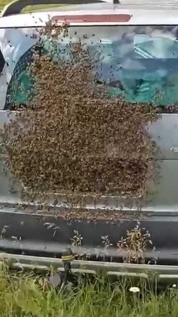 🐝На Скандинавском бульваре пчелы начали облеплять автомобиль🐝