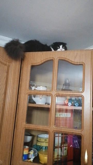 ЖИЗНЕОПИСАНИЕ КОТА ЗЕФИРА