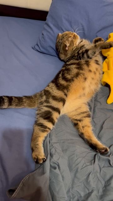 Шотландская вислоухая кошечка забавно лежит 🐱