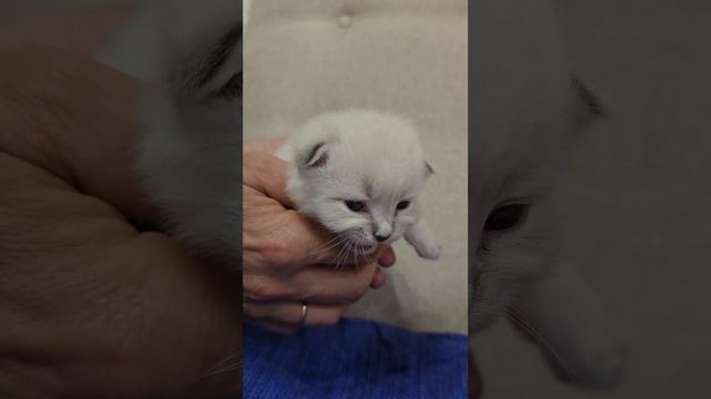 Помёт "С" от 6.06.25. Сибирский колорпоинт котятам 16 дней.