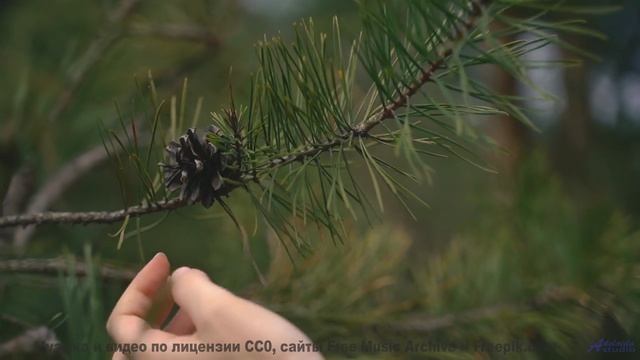 Это место ВЫЗЫВАЕТ галлюцинации! - Reminders -- Ketsa -- Vitality