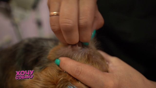 Как и зачем стричь и вычесывать собаку? Зачем псу мыть уши и для чего собаке посещать груминг-салон?