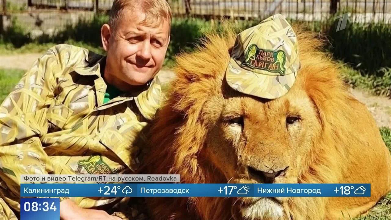 На основателя сафари-парка "Тайган" Олега Зубкова напал лев, он в реанимации