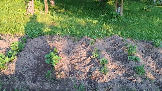 Неожиданный урожай: Как картошка проросла без посадки! 🥔