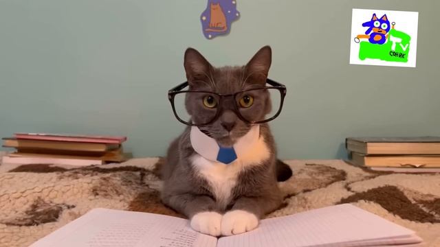 Котинет 1 серия 1 сезон бябялогия