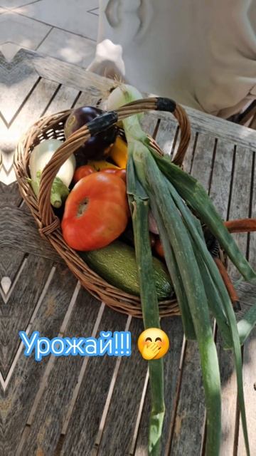 С утра собрала вот такую красоту! #провансаллочка #урожай2025