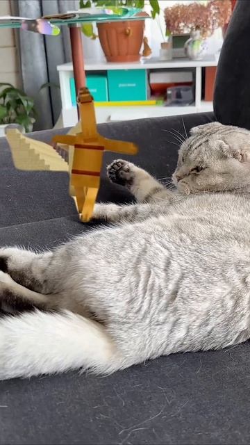 #животные #комедия #котики #игры