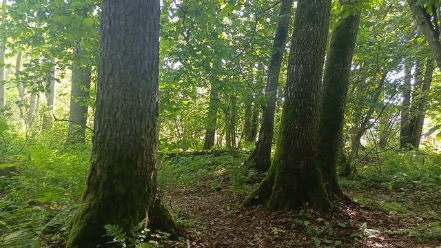 Беловежская пуща. 21 июня 2025