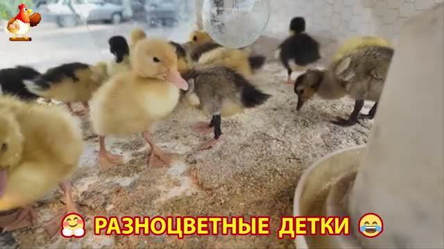 Цыплята и утята милые пушистики растут на радость хозяину (48)