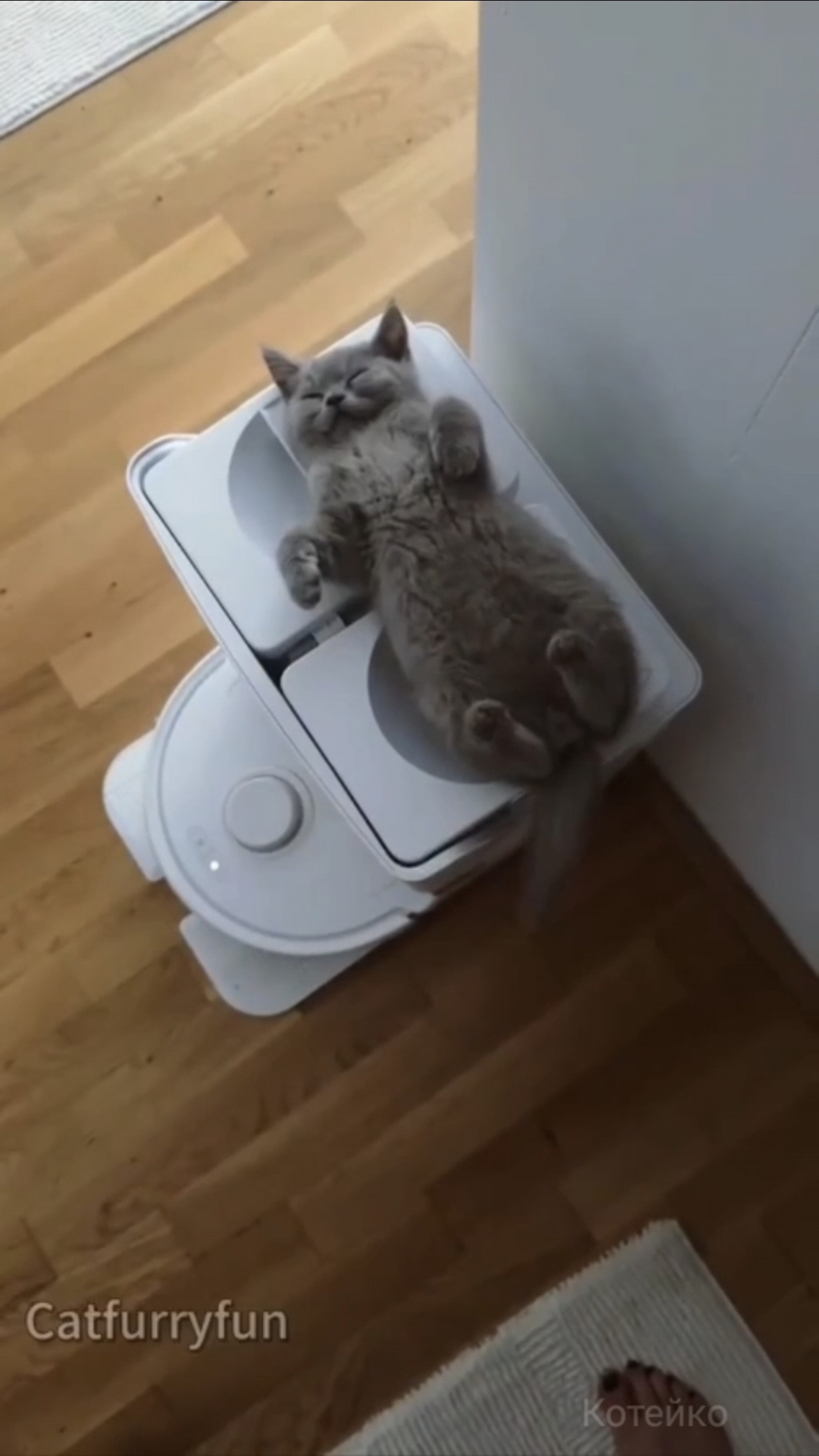 От кота кота не ищут!