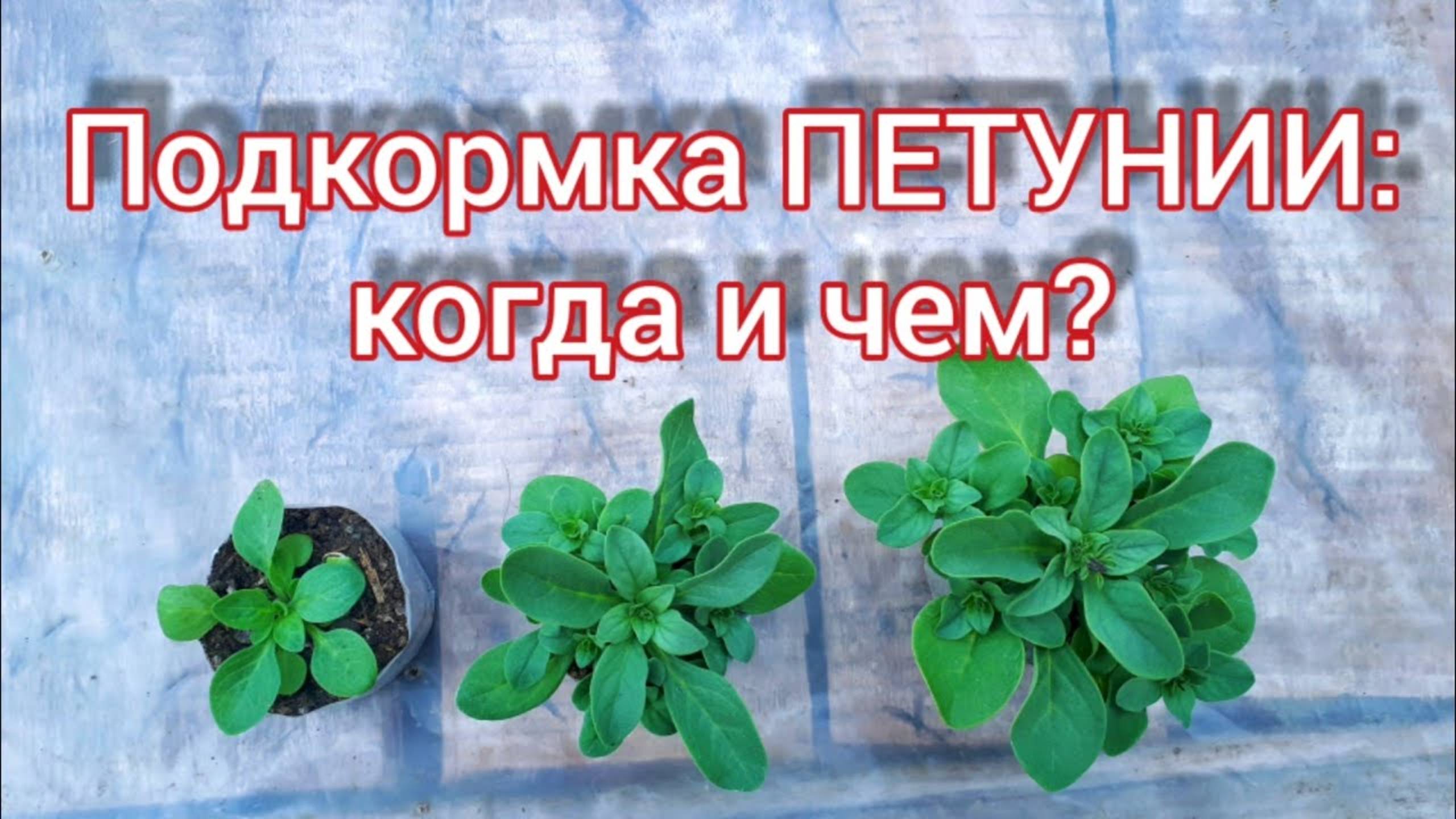 🌸 ПОДКОРМКА ПЕТУНИИ ДЛЯ ПЫШНОГО ЦВЕТЕНИЯ: Полное руководство по удобрениям