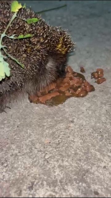 Покормили ежика👍❤🦔