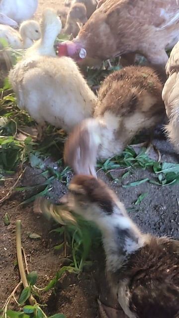1000023271.mp4 уточки,,,