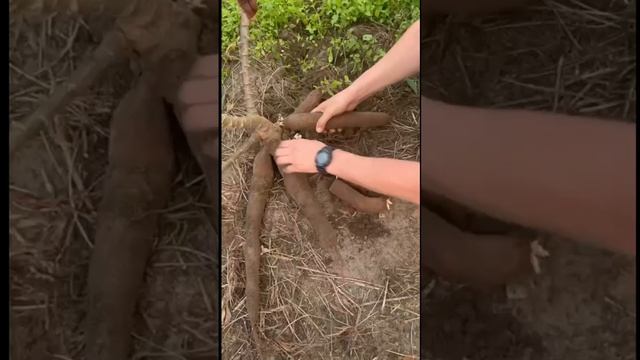 Посещение одного из передовых хозяйств Республики Конго