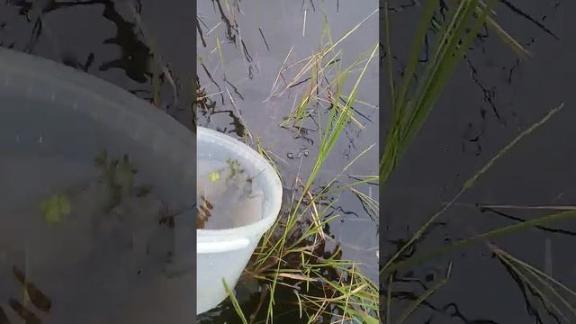 привез 🦞 раков и выпускаю в озера, реки Шумячский р-он, Смоленщина
