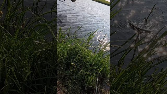 КАРП НА ПИКЕР ДАЛ ЖАРУ! 🔥 #fishing #carpfishing #carp #рыбалка #природа #карп