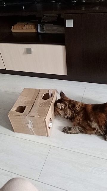 Мотя ищет мышку