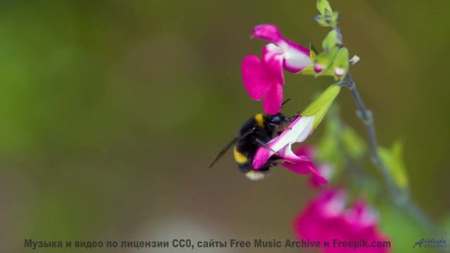 Эта песня станет вашим личным гимном свободы и любви в пути - Deja Vu -- HoliznaCC0 -- Only In The M